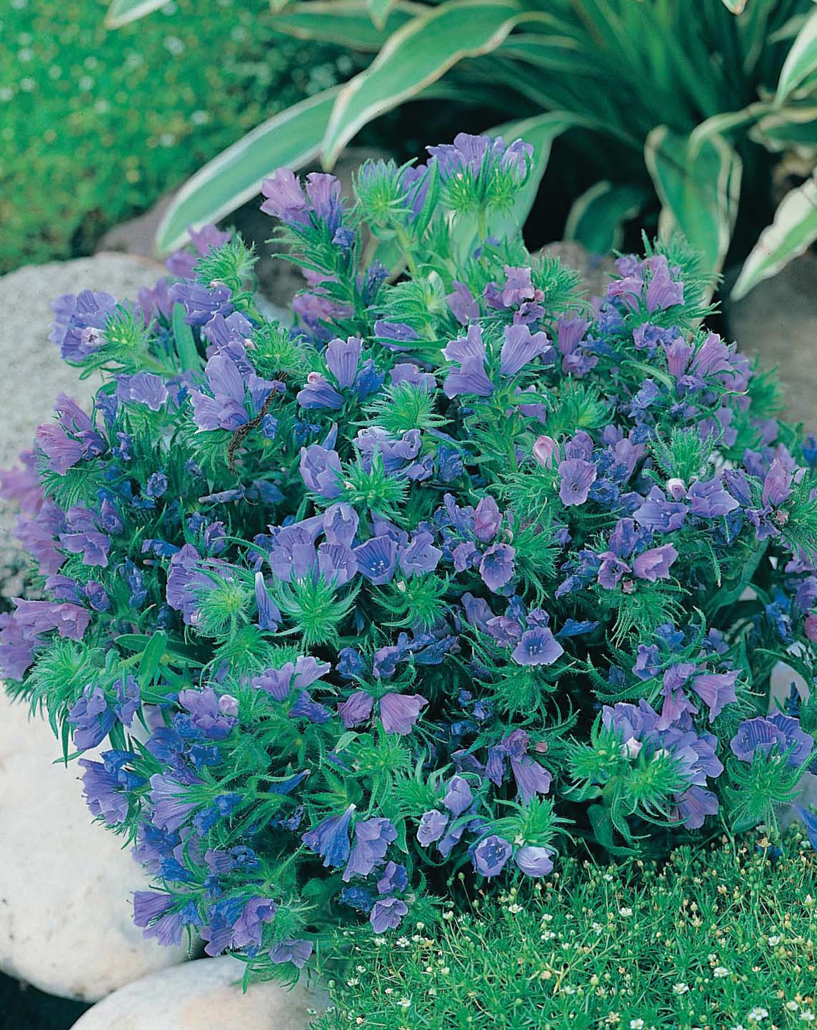 Echium Blue Bedder Seeds