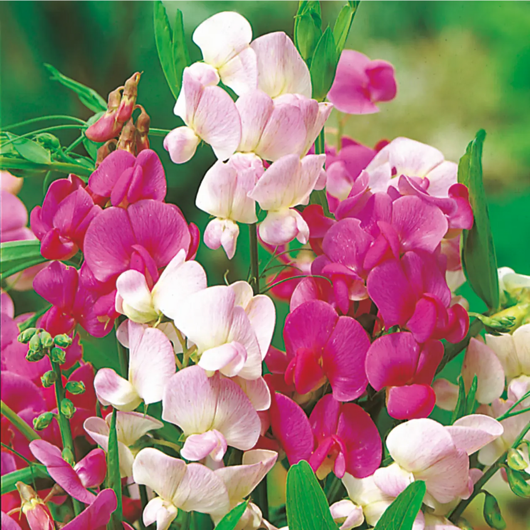 Sweet Pea Everlasting Mixed Seeds