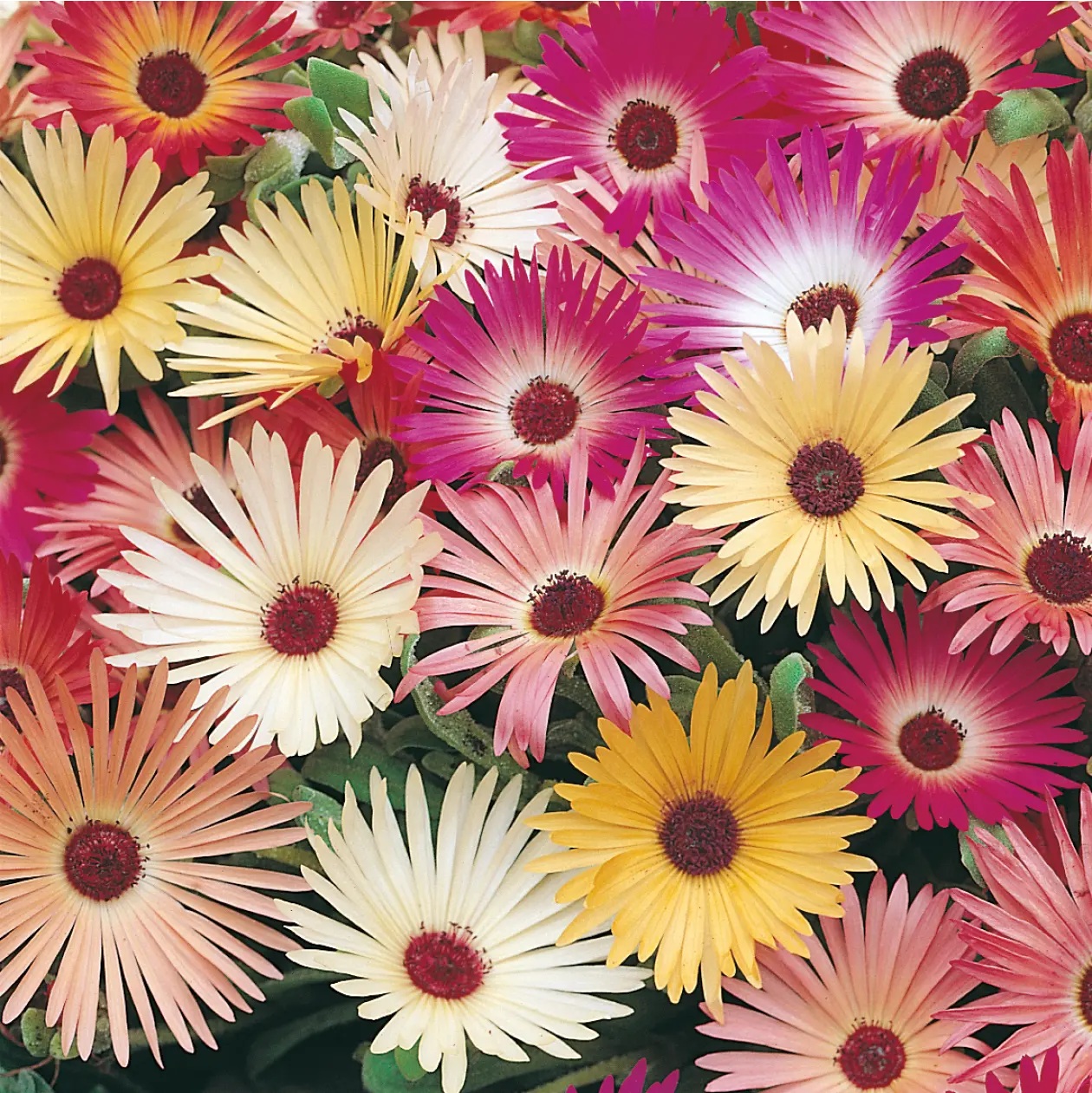 Mesembryanthemum Livingstone Daisy Seeds