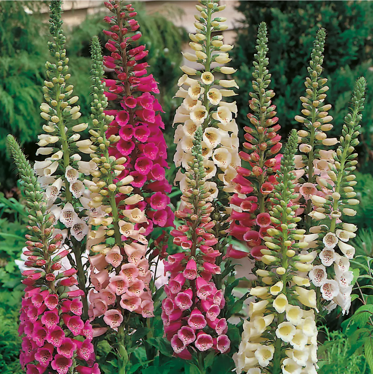Foxglove Foxy Mixed Seeds