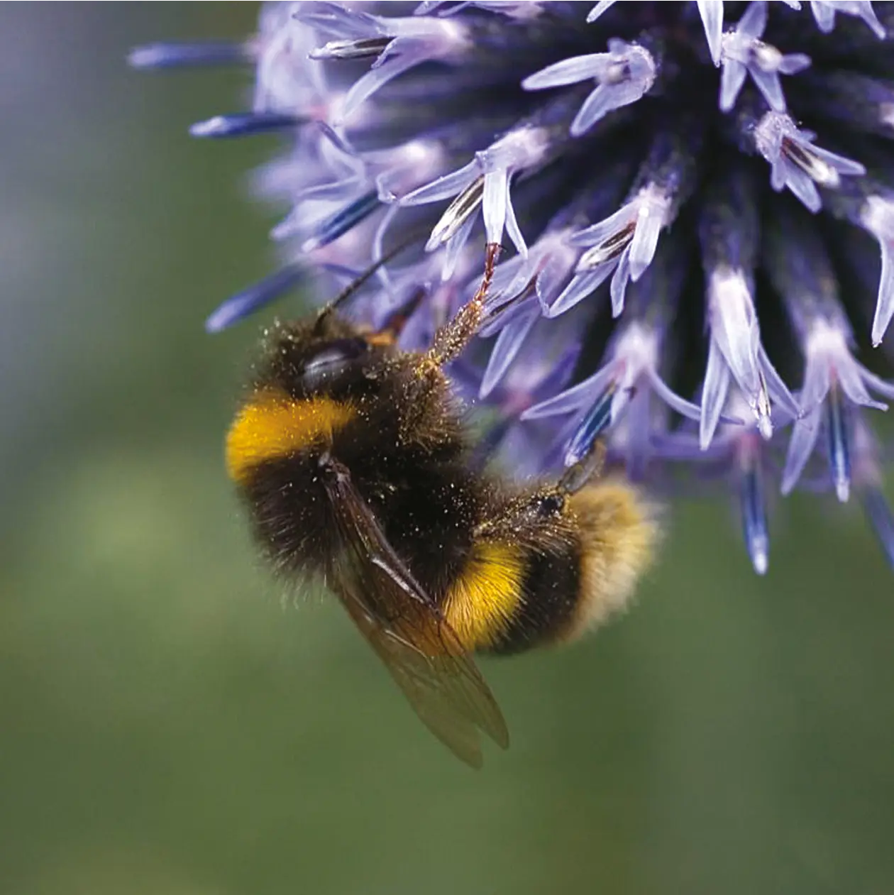 Mixed Bumblebee Friendly Flowers Seeds