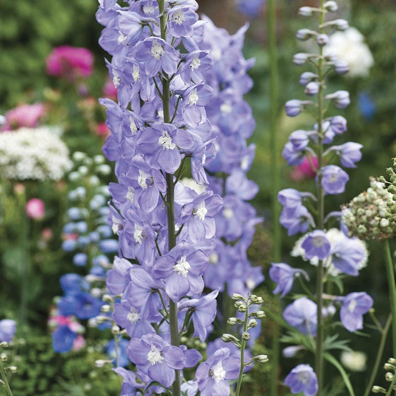 1x 2L potted plant Delphinium Summer Skies