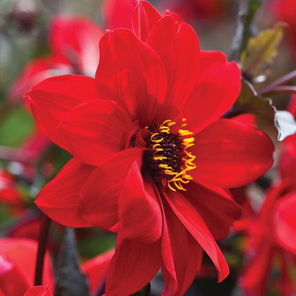 1x 3L potted plant Dahlia Bishop Of Llandaff