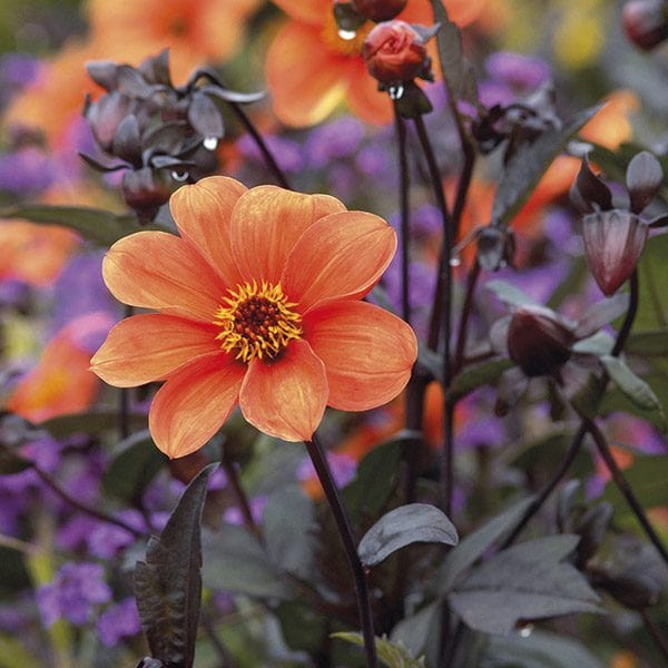 1x 3L potted plant Dahlia Bishop Of Oxford