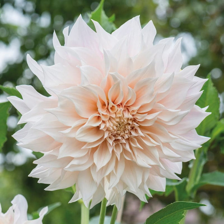 1x 3L potted plant Dahlia Café au Lait