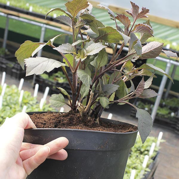 1x 3L potted plant Dahlia Crazy Legs