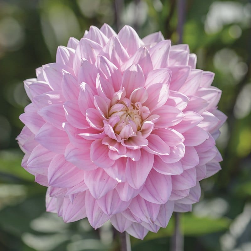 1x 3L potted plant Dahlia Karma Prospero