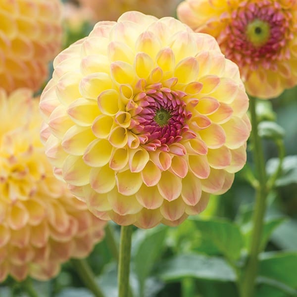 1x 3L potted plant Dahlia Lakeland Autumn