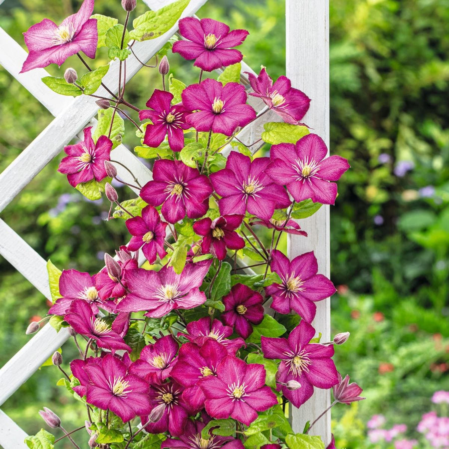 1x 7cm potted plant Clematis Ville de Lyon Plants