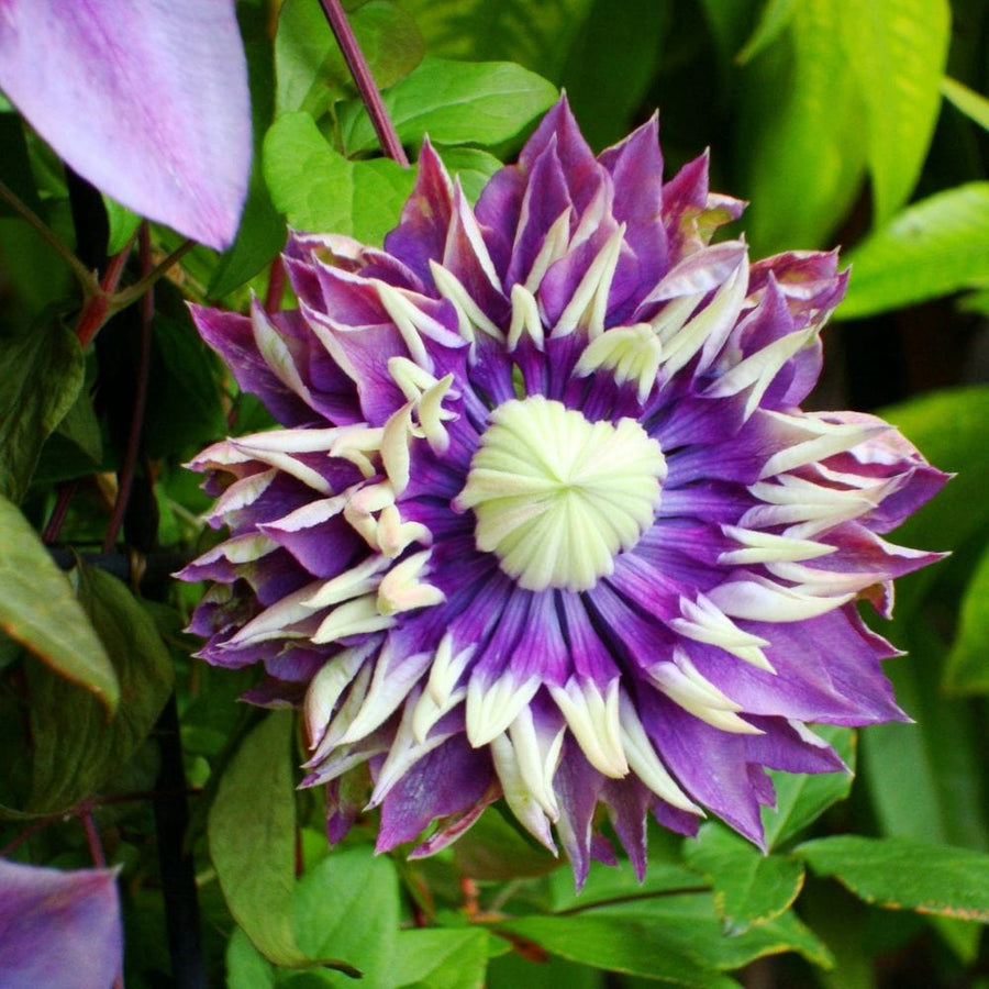 1x 9cm potted plant Clematis Taiga Flower Plant