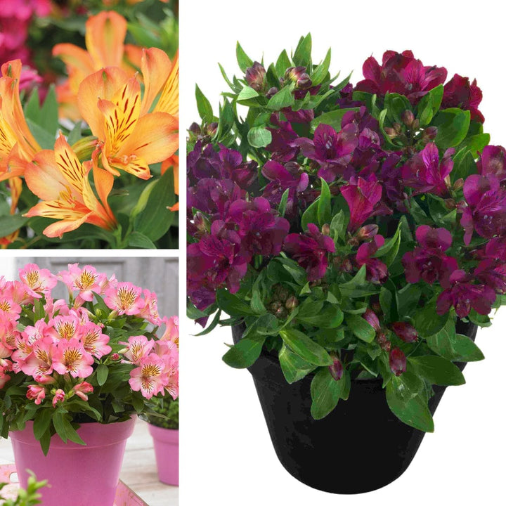1x3 9cm Potted Plant Alstroemeria Inticancha Collection