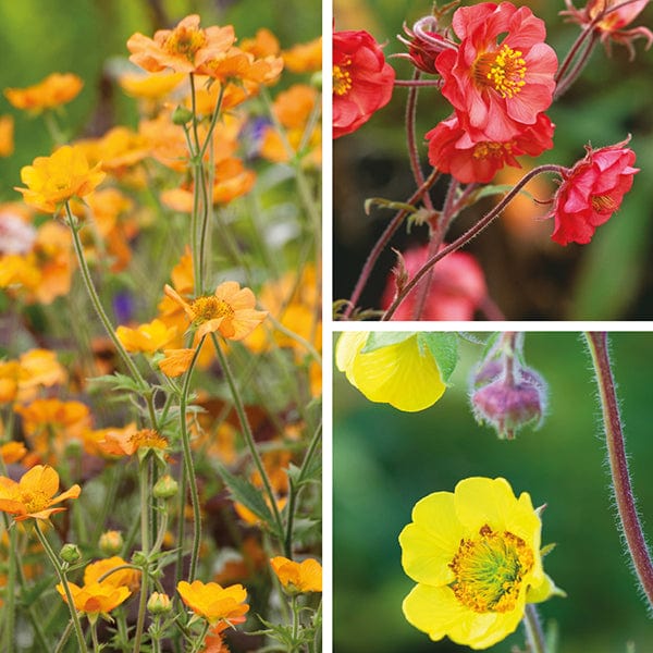 1x3 9cm Potted Plant Geum Collection - Potted Plants