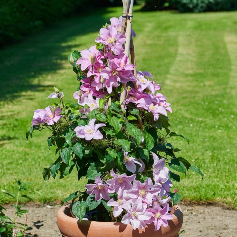 2 x 10cm Potted Plant clematis boulevard pompeii plants