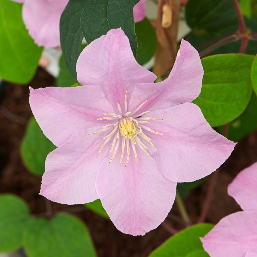2 x 10cm Potted Plant clematis boulevard pompeii plants
