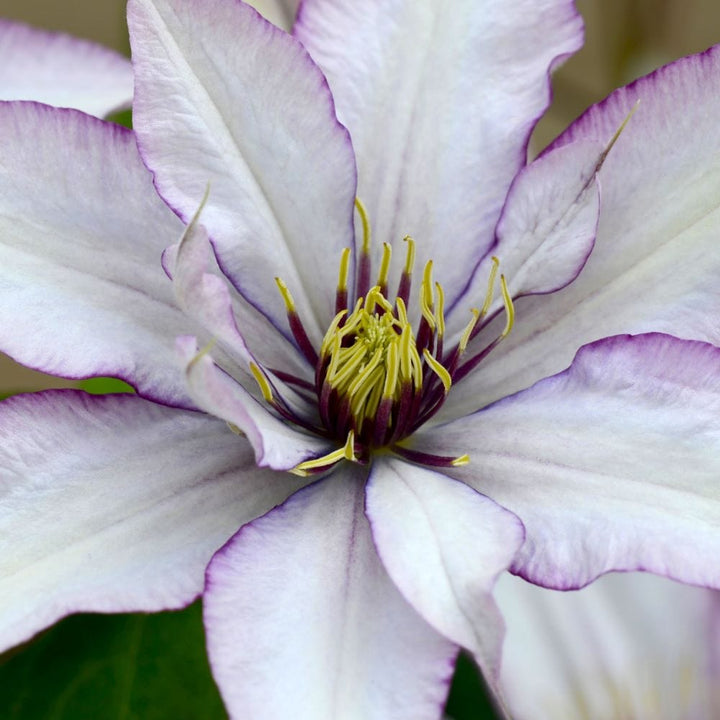 2 x 10cm Potted Plants clematis boulevard samaritan jo plants