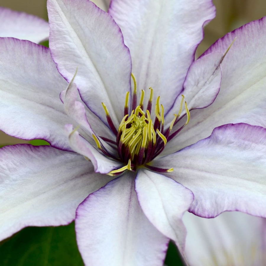 2 x 10cm Potted Plants clematis boulevard samaritan jo plants