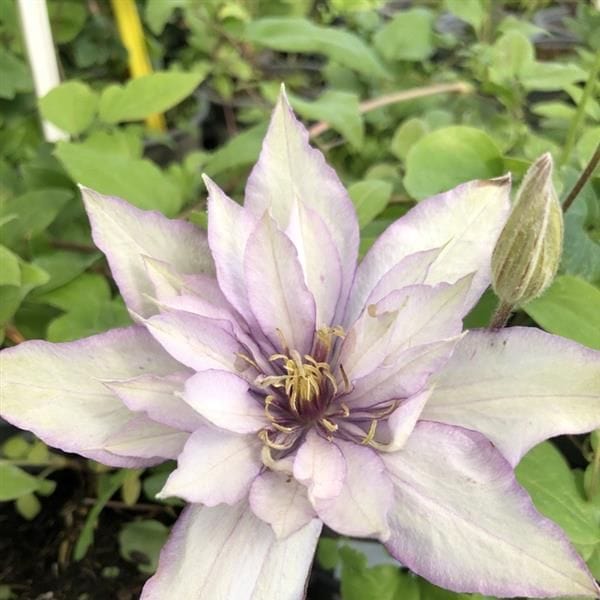 2 x 10cm Potted Plants clematis boulevard samaritan jo plants