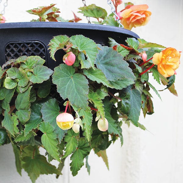 2 x 12in hanging baskets Easi Plant Hanging Baskets (pair)