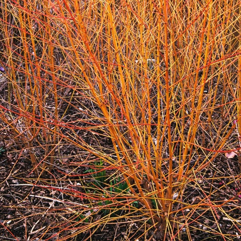 2 x 3 Litre Potted Plant Cornus Midwinter Fire Plant