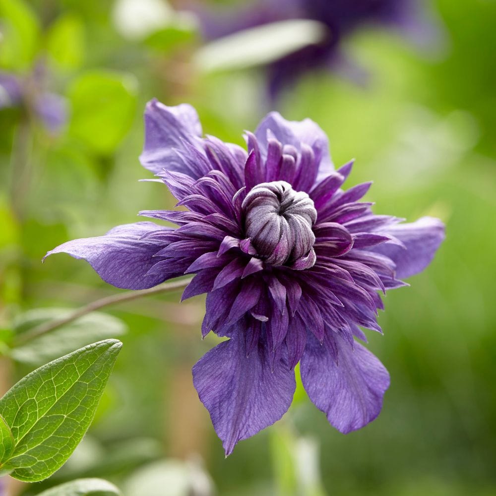 2 x 9cm Potted Plant Clematis Kokonoe Flower Plant