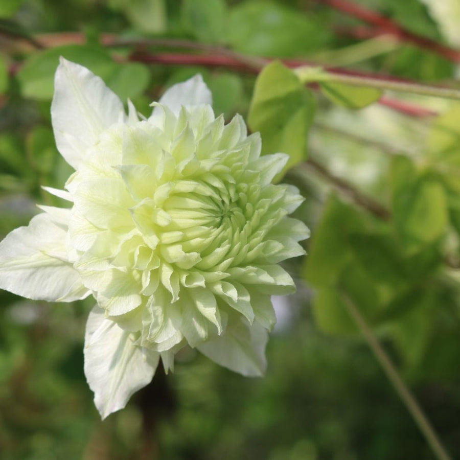 2 x 9cm Potted Plant Clematis Manju Flower Plants