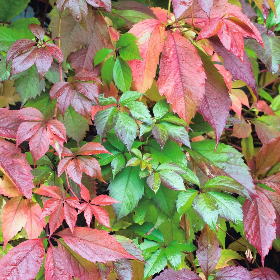 2 x 9cm Potted Plant parthenocissus quinquefolia virginia creeper plants
