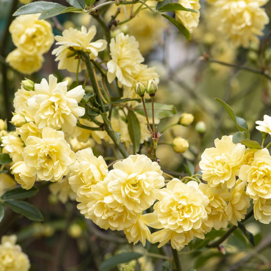 2 x 9cm Potted Plant Rosa banksiae Lutea (Yellow Banksian Rose) Plants