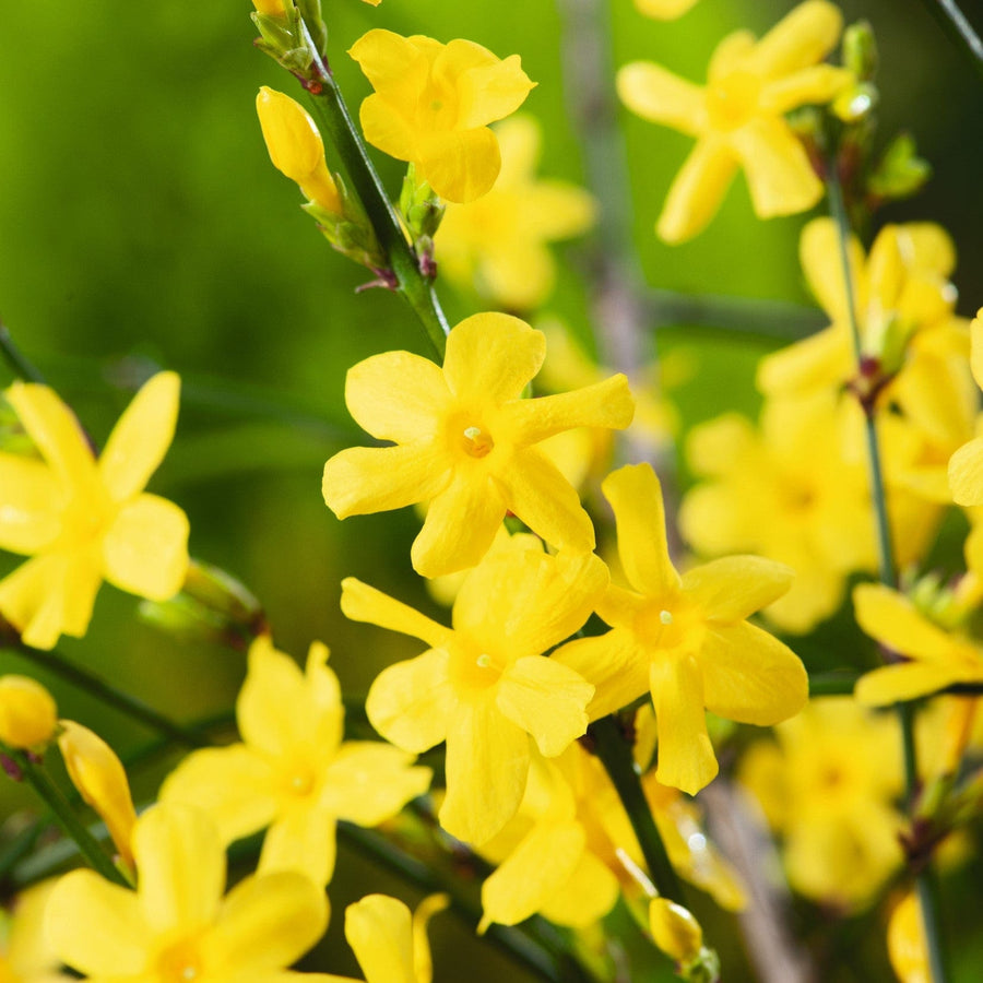2 x 9cm Potted Plants jasminum nudiflorum winter jasmine plants
