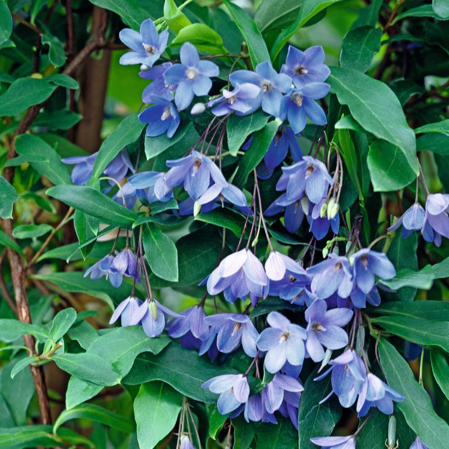 2 x 9cm Potted Plants sollya heterophylla bluebell creeper flower plants
