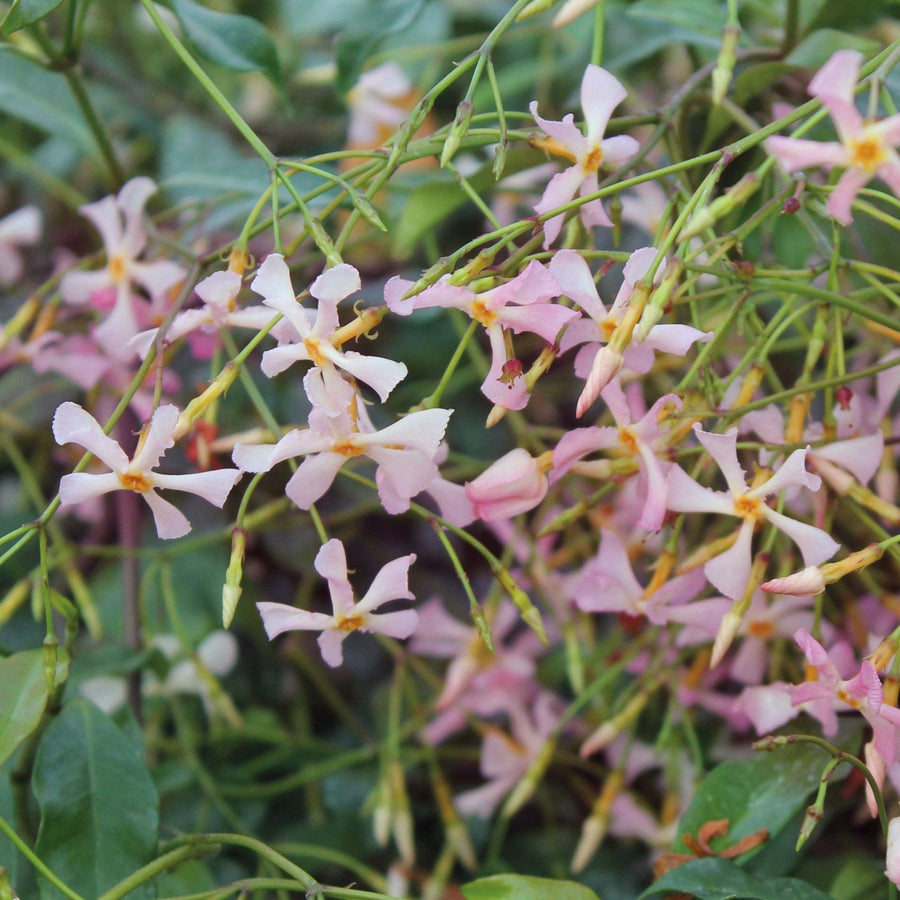 2 x 9cm Potted Plants Trachelospermum asiaticum Pink Showers (Chinese Jasmine) Plants