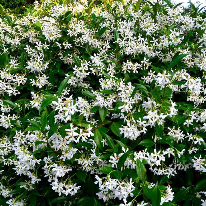 2 x 9cm Potted Plants trachelospermum jasminoides star jasmine plants