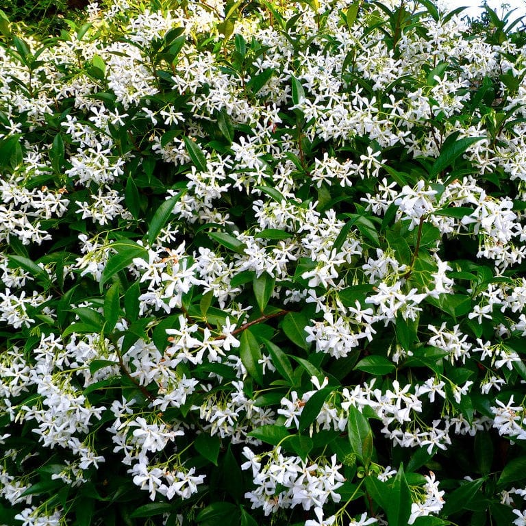 2 x 9cm Potted Plants trachelospermum jasminoides star jasmine plants