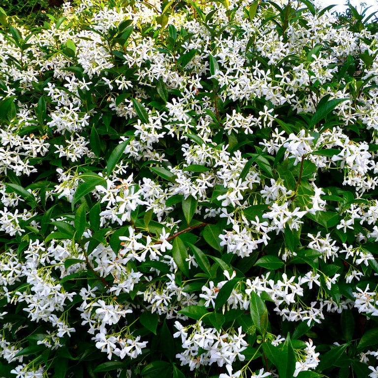 2 x 9cm Potted Plants Trachelospermum jasminoides (Star Jasmine) Plants