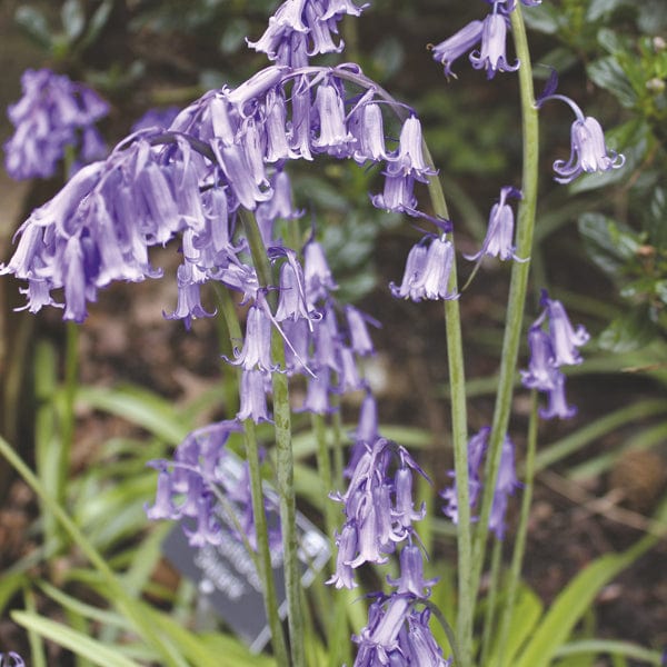 25 bulbs Bluebells 'in the green'