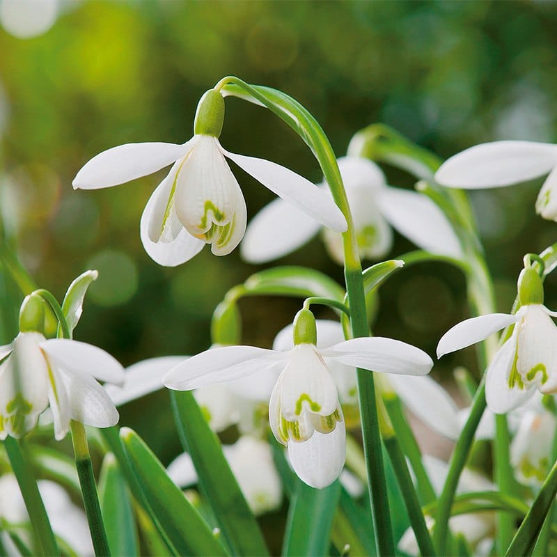 25 bulbs Single Snowdrops 'in the green'