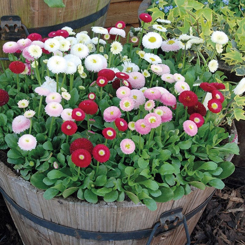 2x 30 garden ready plants Bellis Bellisima Mixed Flower Plants