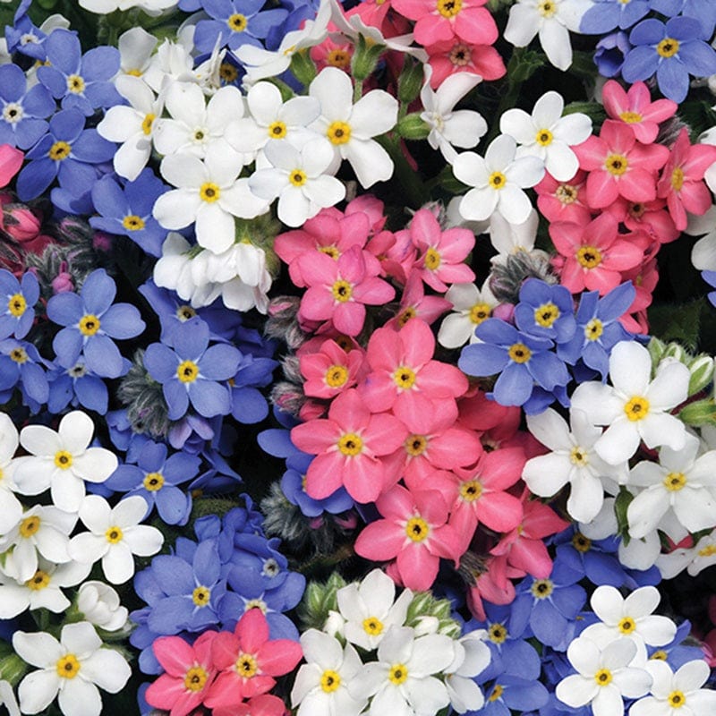 2x 30 garden ready plants Forget-Me-Not (Myosotis) Sylvia Mixed