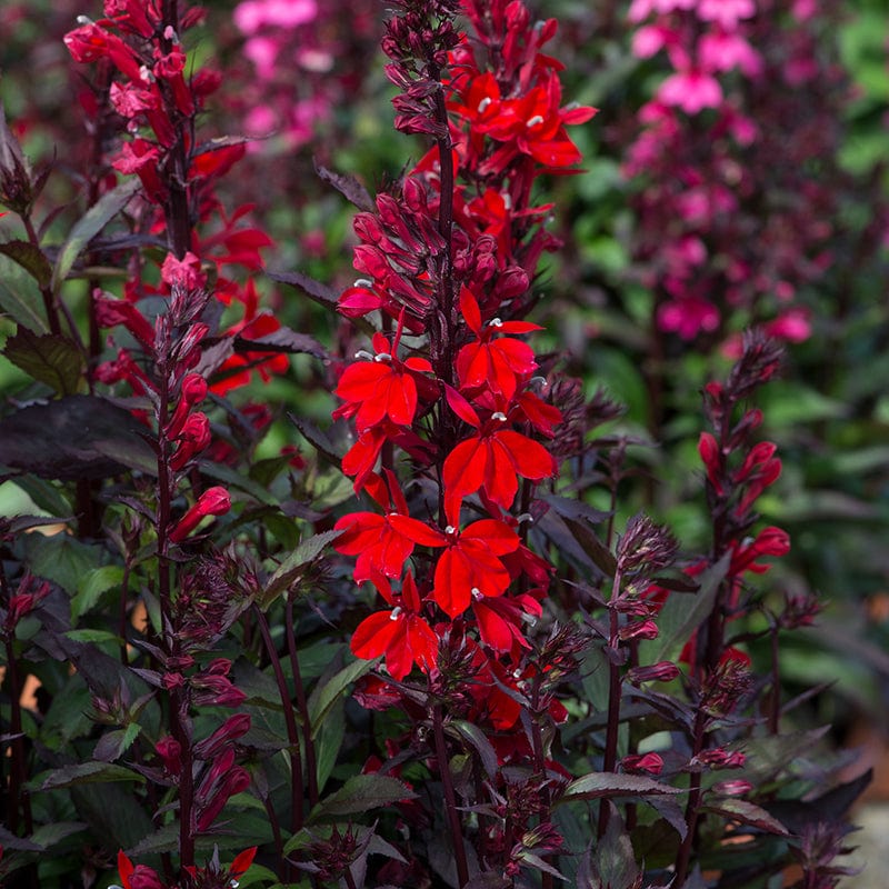 2x 30 garden ready plants Lobelia Queen Victoria Flower Plants