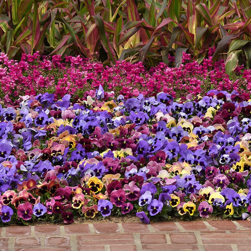 2x 30 garden ready plants Pansy Matrix Mix Coastal Sunrise UK