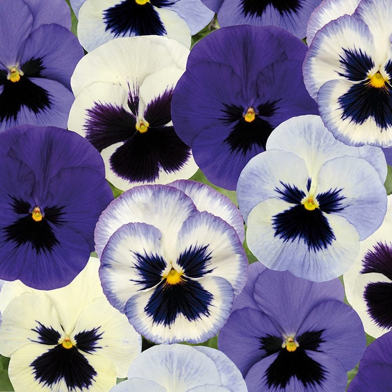 2x 30 garden ready plants Pansy Matrix Mix Ocean Breeze