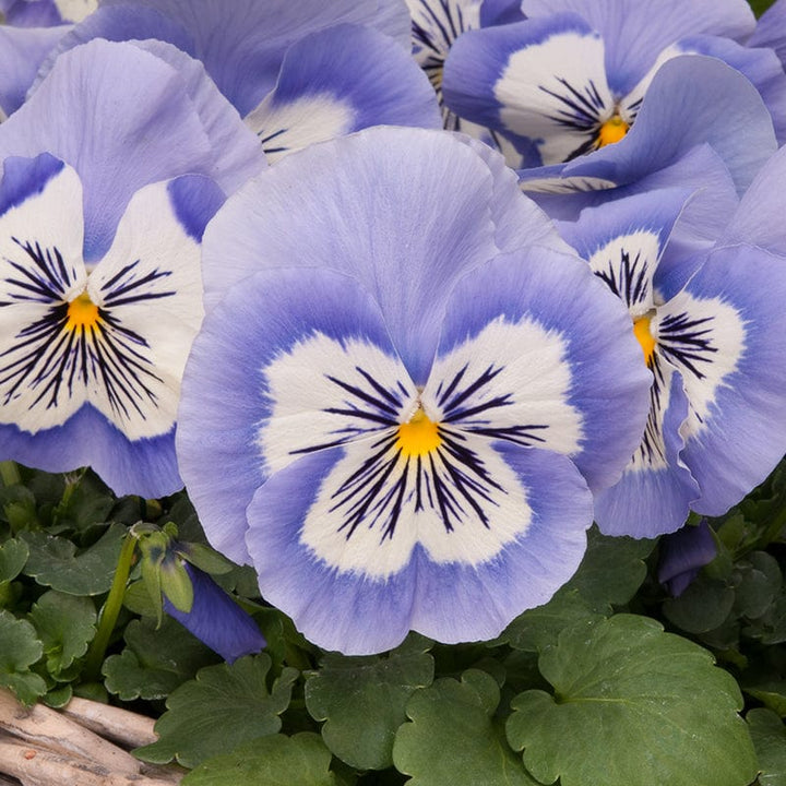 2x 30 garden ready plants Pansy Mystique Blue Whiskers Flower Plants