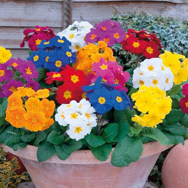 2x 30 garden ready plants Polyanthus Crescendo Mixed F1