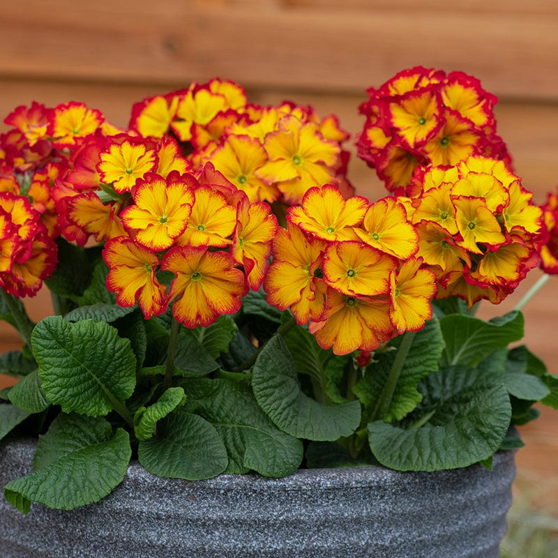 2x 30 garden ready plants Polyanthus Showstopper Fire Dragon F1