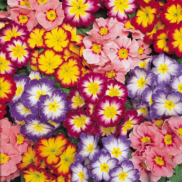 2x 30 garden ready plants Primula Alaska Mix Bicolour