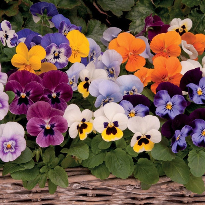 2x 30 garden ready plants Viola Sorbet XP Mixed F1