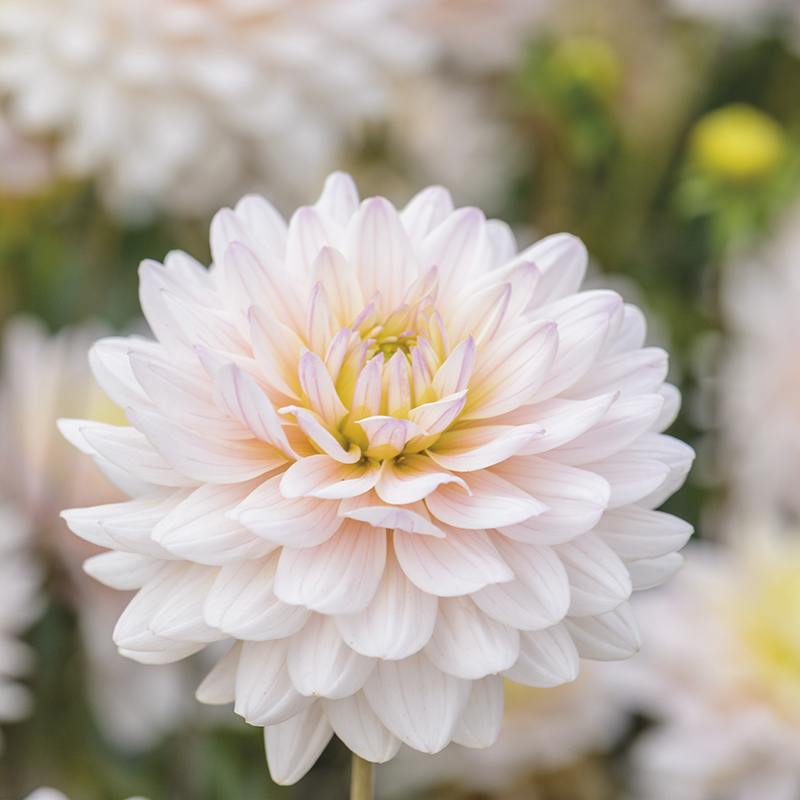 3 tubers, 1 of each The Blackberry Swirl Dahlia Collection