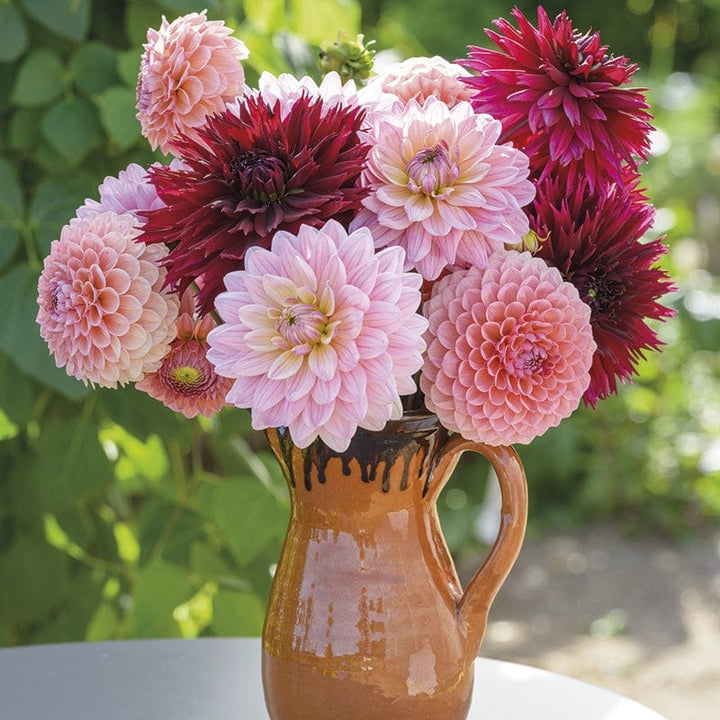 3 tubers, 1 of each The Blackberry Swirl Dahlia Collection