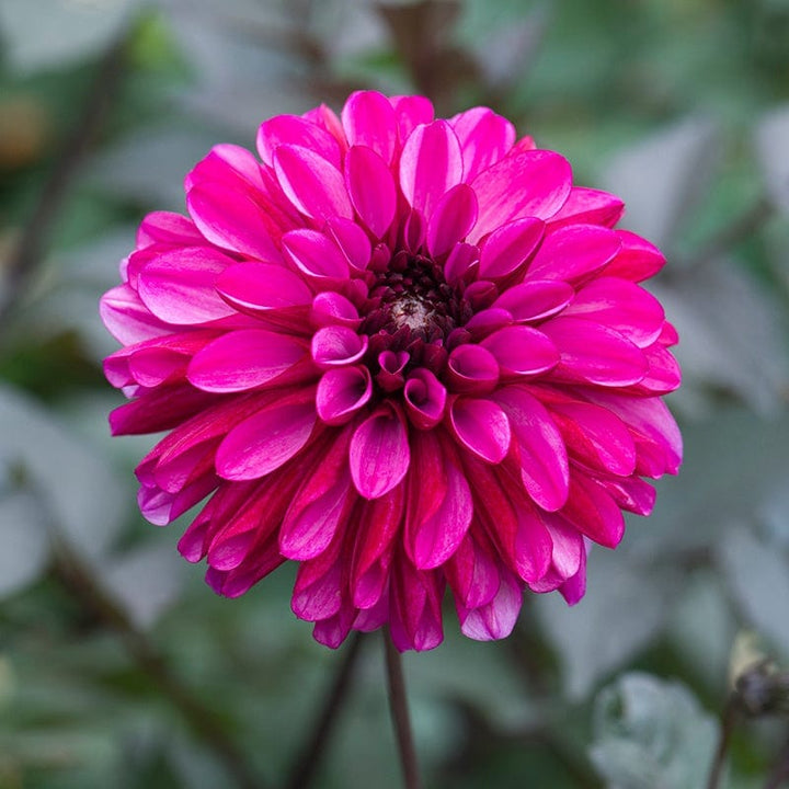 3 tubers, 1 of each The Blackcurrant Cassis Dahlia Collection