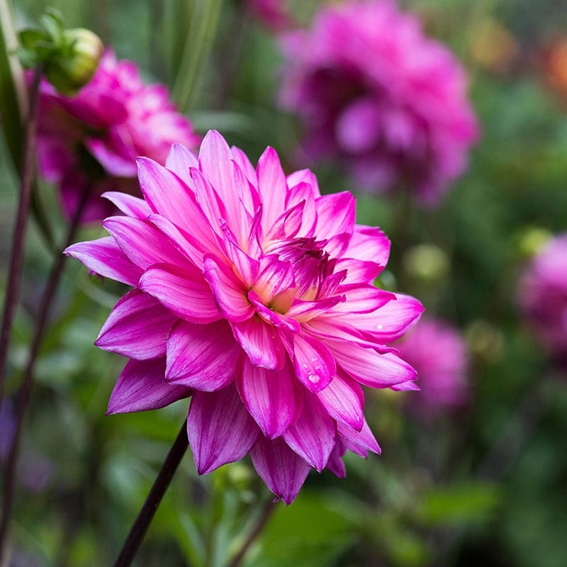 3 tubers, 1 of each The Blackcurrant Cassis Dahlia Collection