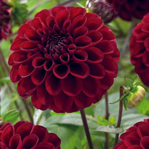 3 tubers, 1 of each The Blackcurrant Cassis Dahlia Collection